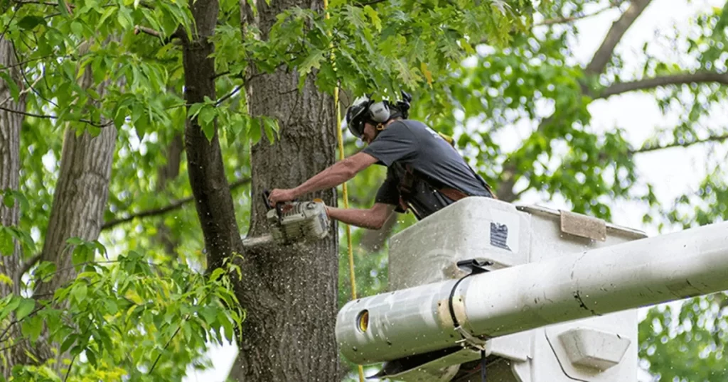 Commercial Tree Trimming in Kingwood