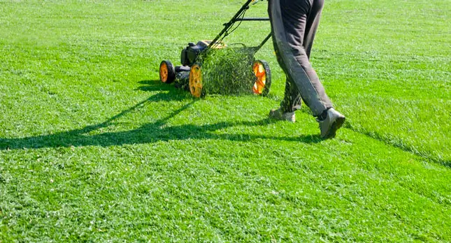 lawn Care services In Kingwood